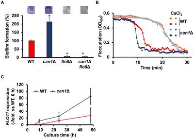 The arginine transporter Can1 negatively regulates biofilm formation in yeasts